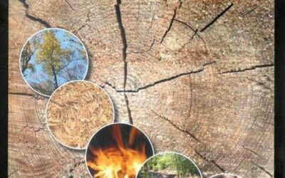 Biomasse legnose: petrolio verde per il teleriscaldamento italiano